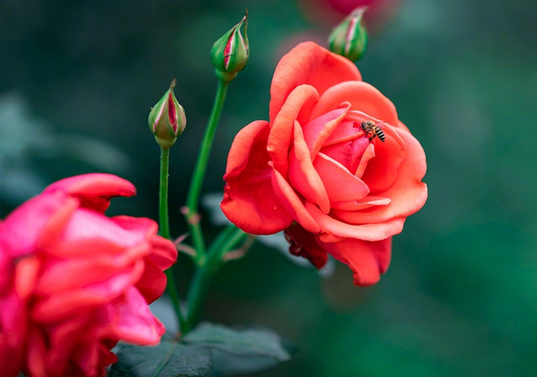 春日限定壁纸上新#【#仲春赏花图鉴#】仲春时节,草木萌芽,绿意蔓延