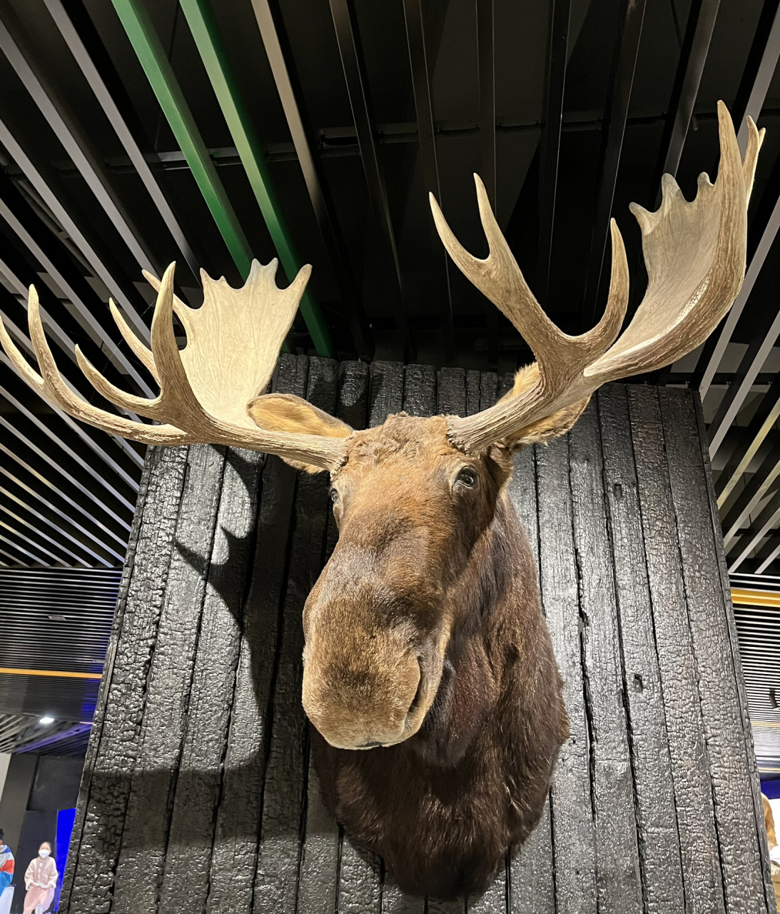 福州看展| 山海标本博物馆 9715仓山区冠浦路140号74除了周二