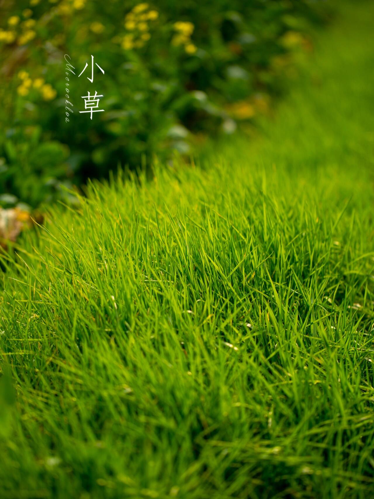 春天的影像诗|小草