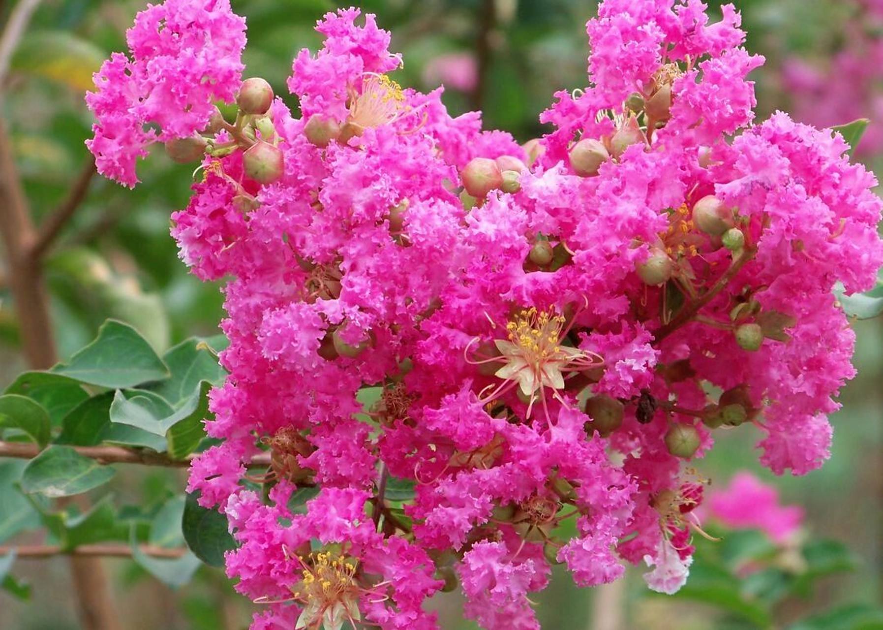 紫薇,别名:百日红,满堂红,紫金花 紫薇树姿优美,树干光滑洁净,花色