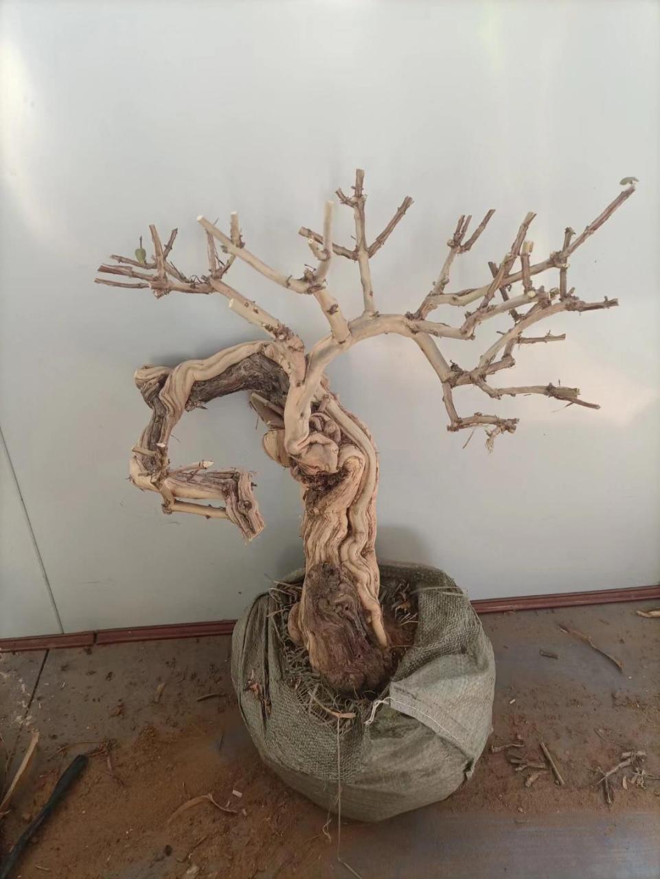 金银花盆景 各种规格造型金银花盆景老桩!