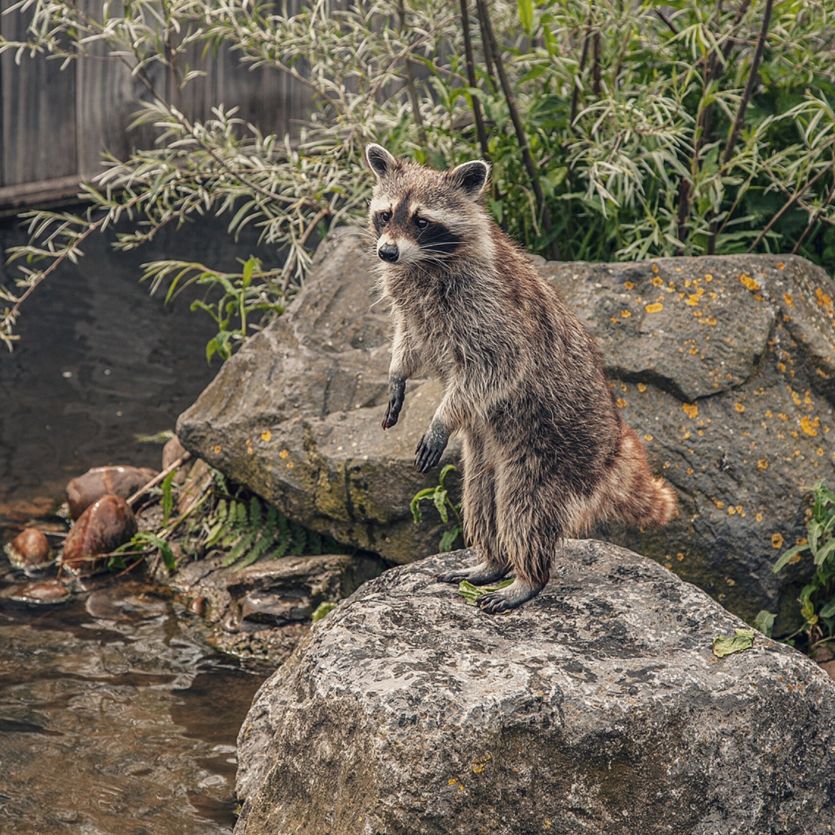 【免费商用绘画素材】动物篇 | 浣熊/raccoon 7315今日分享:浣熊