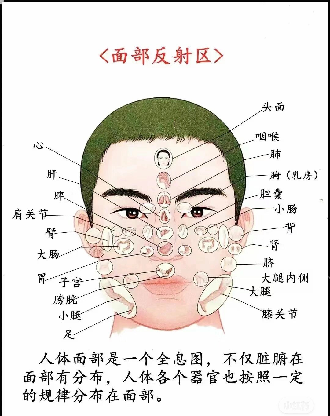 你知道吗 中医面部的反射区图  大家可以保存收藏起来 了解一下 痘痘