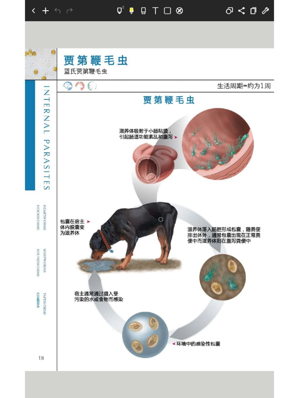 体外寄生虫(鞭虫,蛔虫,绦虫,鞭毛虫) 78鞭虫 感染途径:被感染的犬