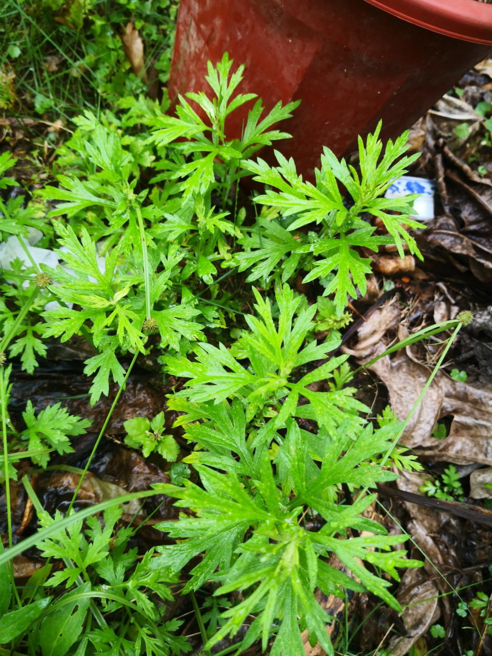 一种小的,长的矮一点,嫩一点,不知道是不是食用艾叶,用来做艾米果的?