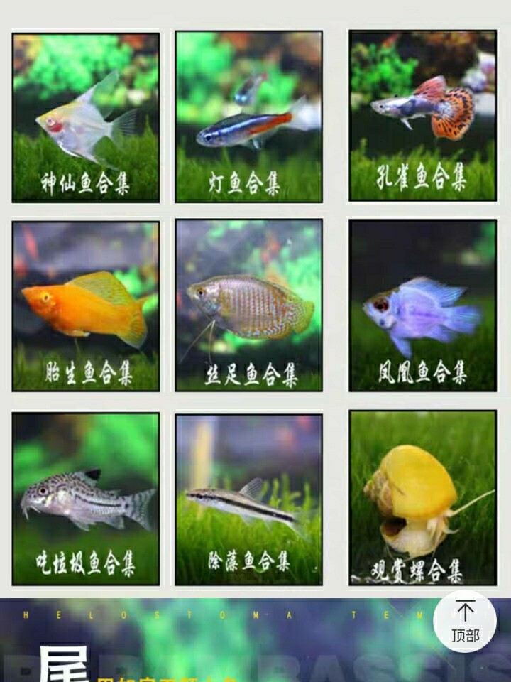 宠物百科  观赏鱼篇(上)