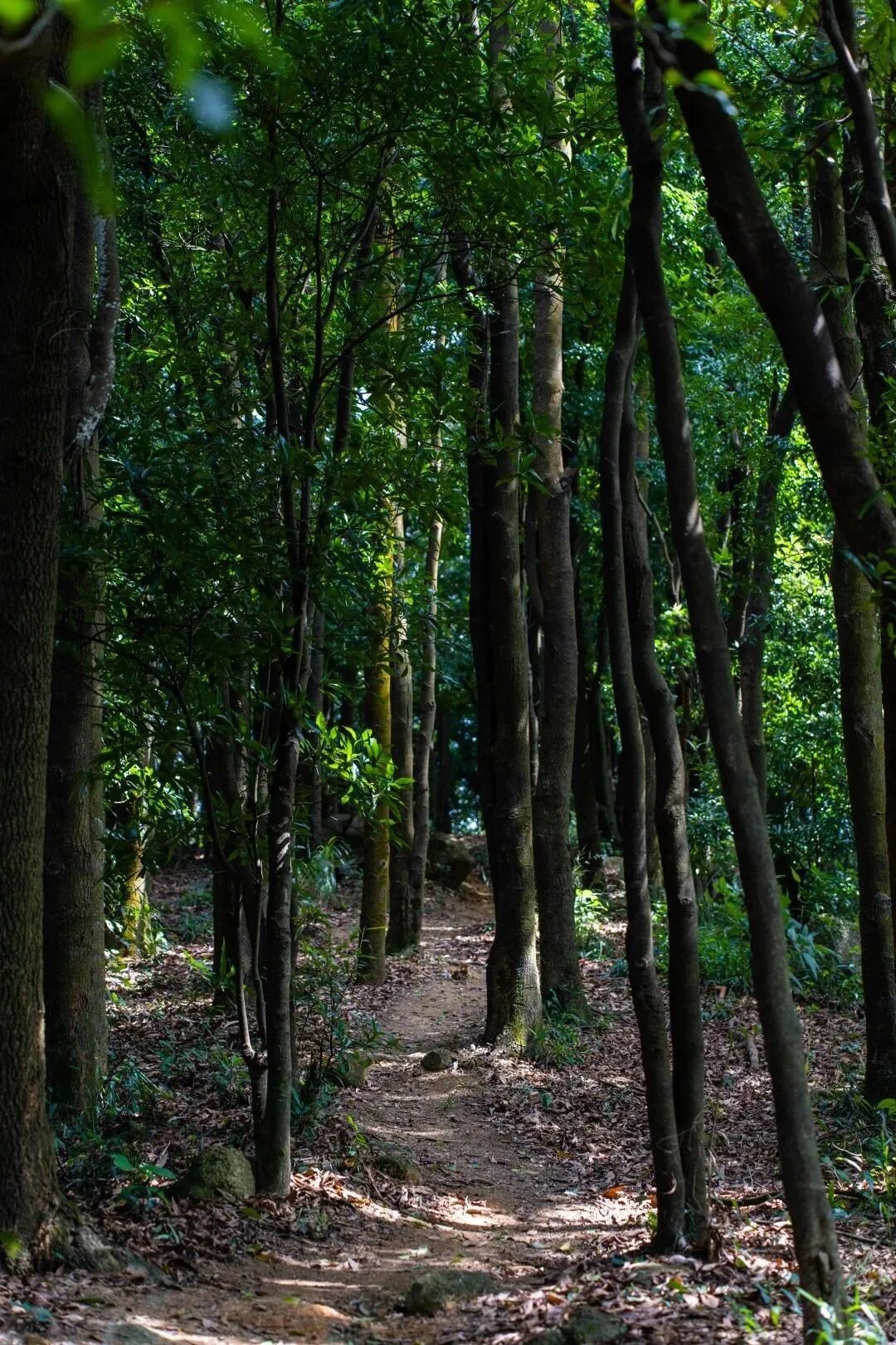 深圳福田区|爬山/登山资源汇总攻略 72 93 山野间72 森呼吸98