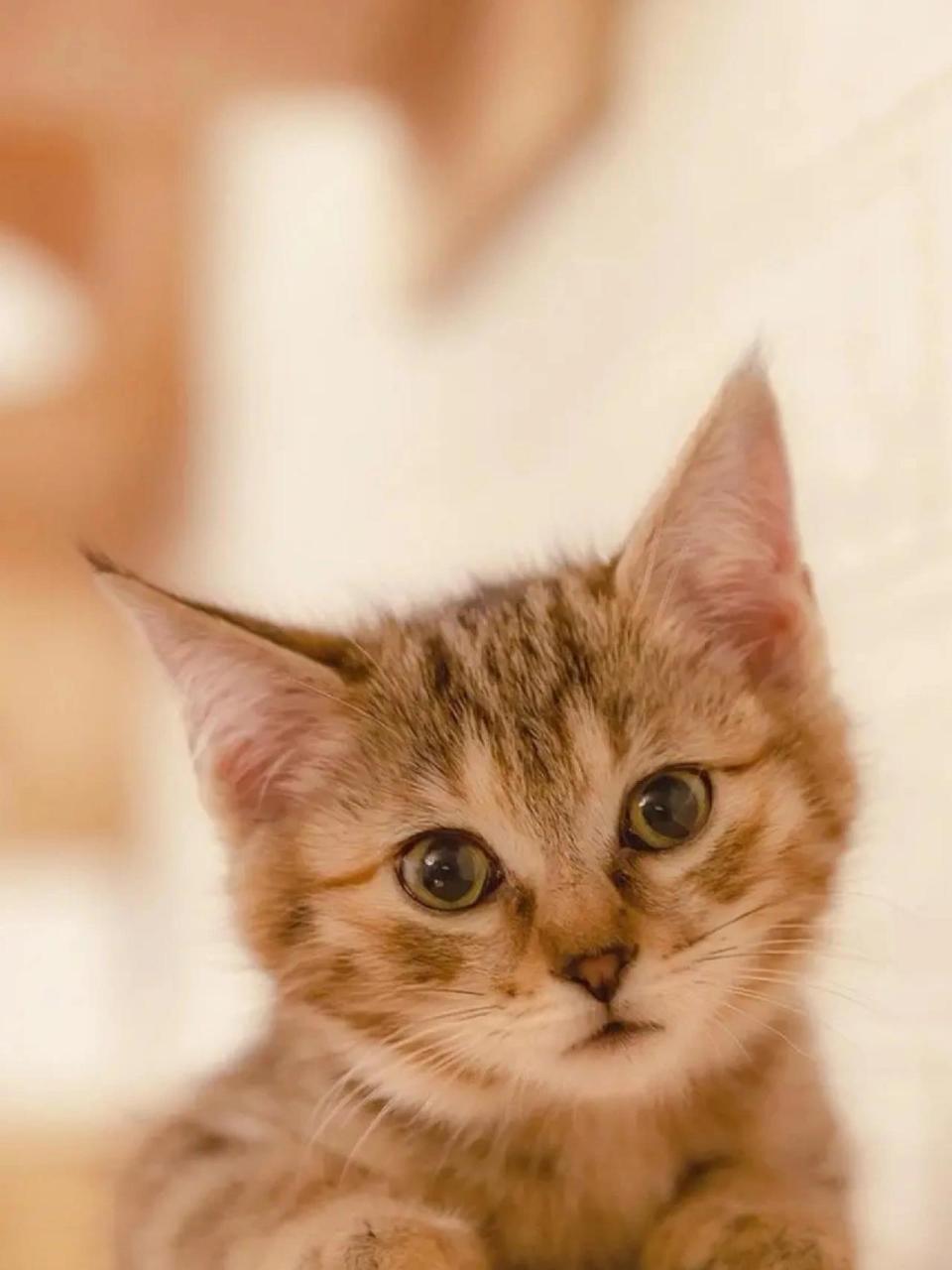 可爱的小动物图片 可爱的小动物图片