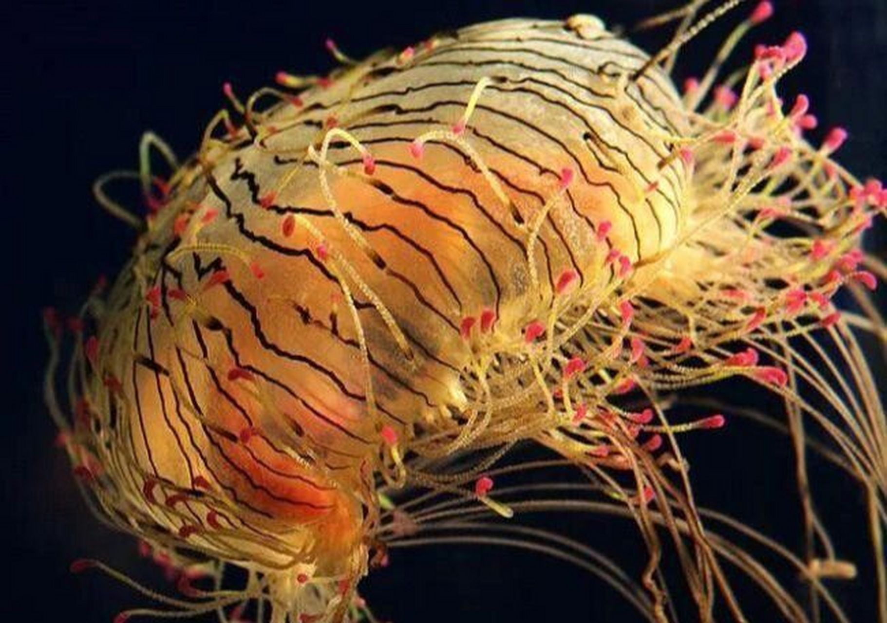 d9～每天带你认识1种海洋生物:花笠水母 04水母界的颜值担当—花笠