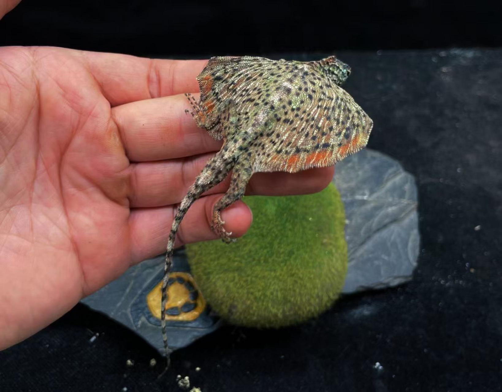 斑飞蜥是鬣蜥科,飞蜥属的爬行动物.