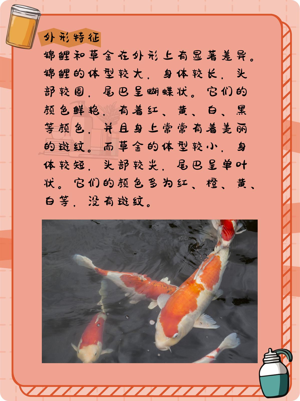 锦鲤和草金的区别