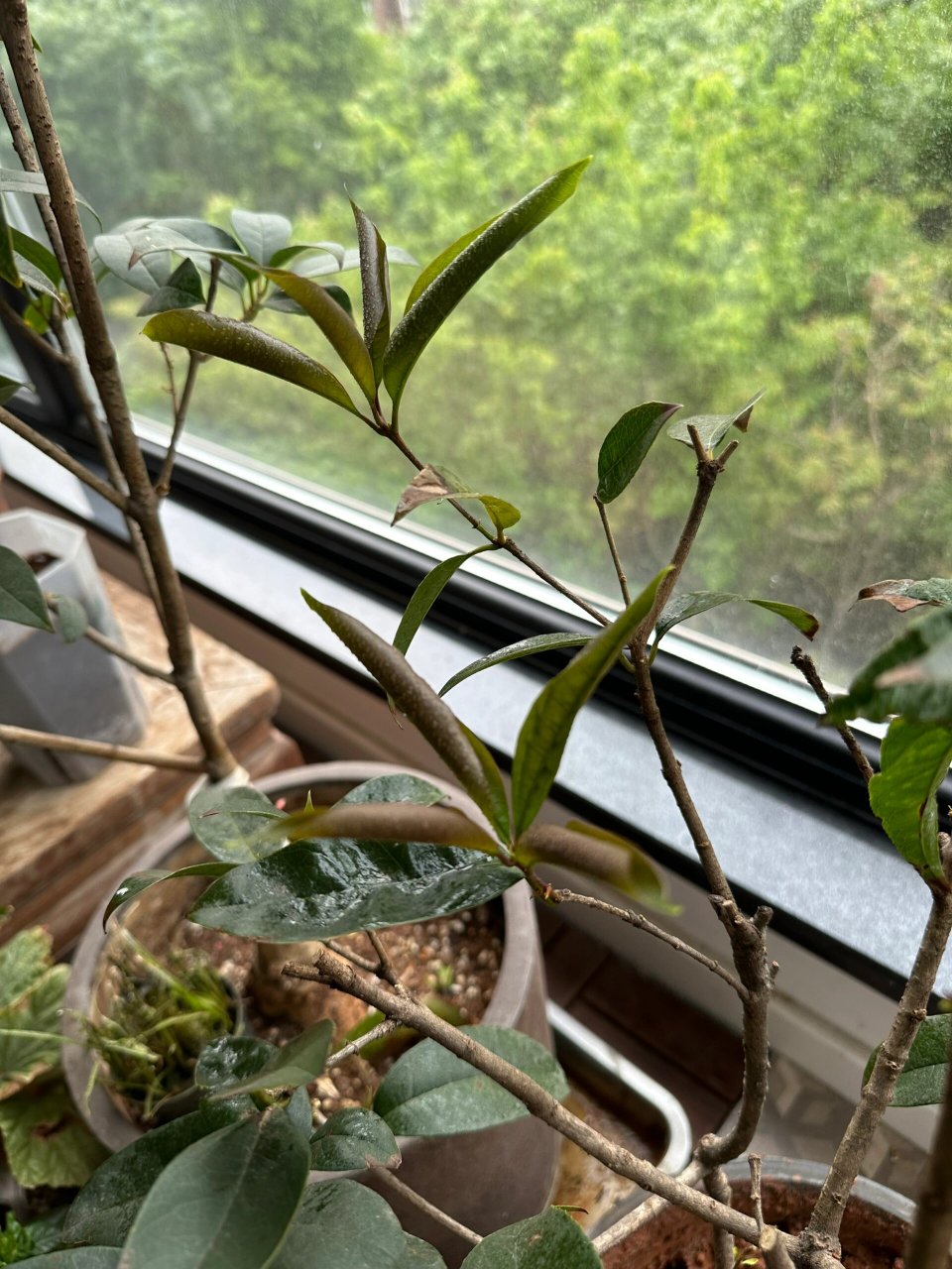 桂花新叶子卷了 昨天看桂花新叶子耷拉了,土表干了.