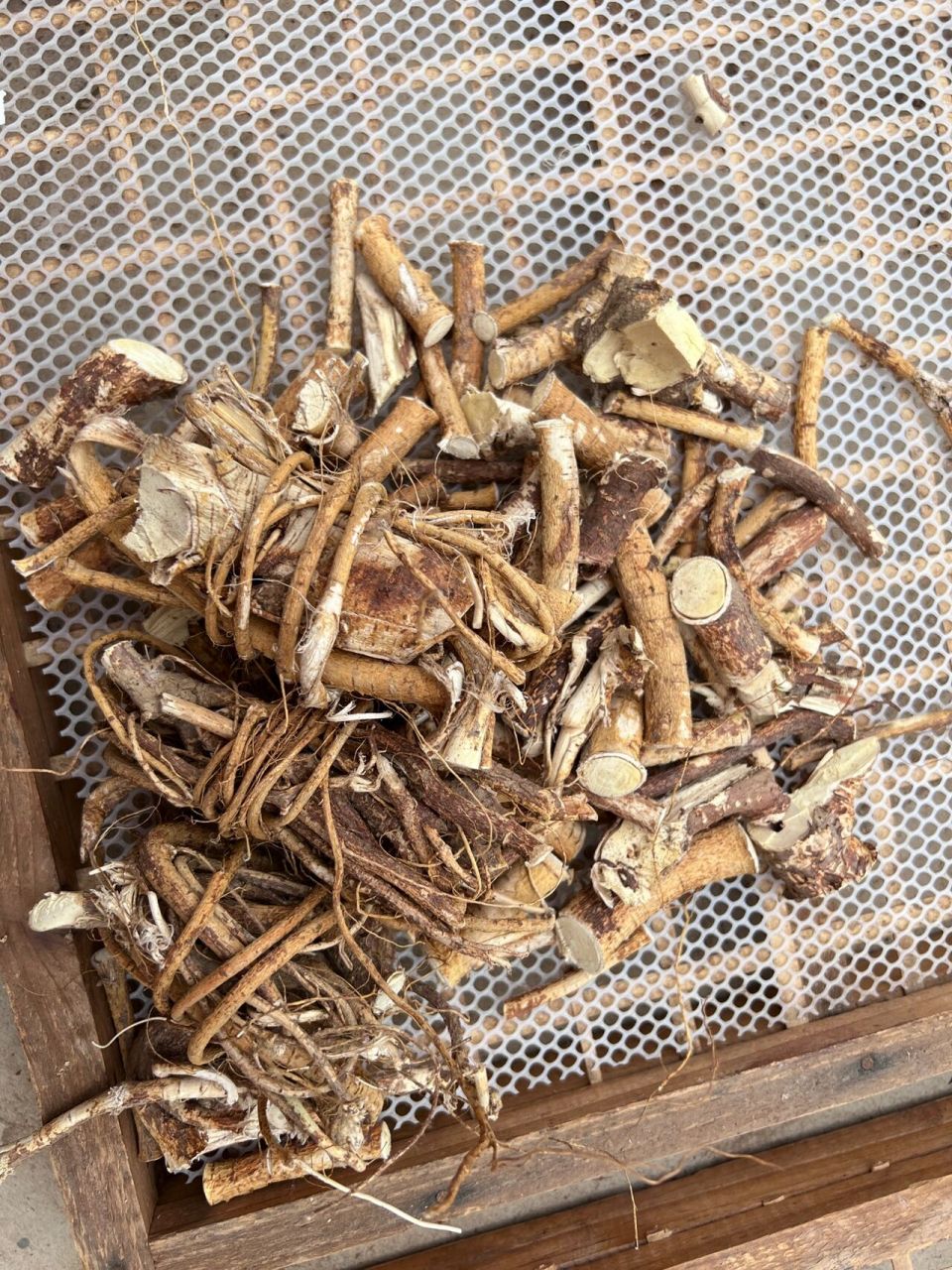 白花牛奶根和五指毛桃可以一起煲汤哦 白花牛奶树根的生长环境为深山