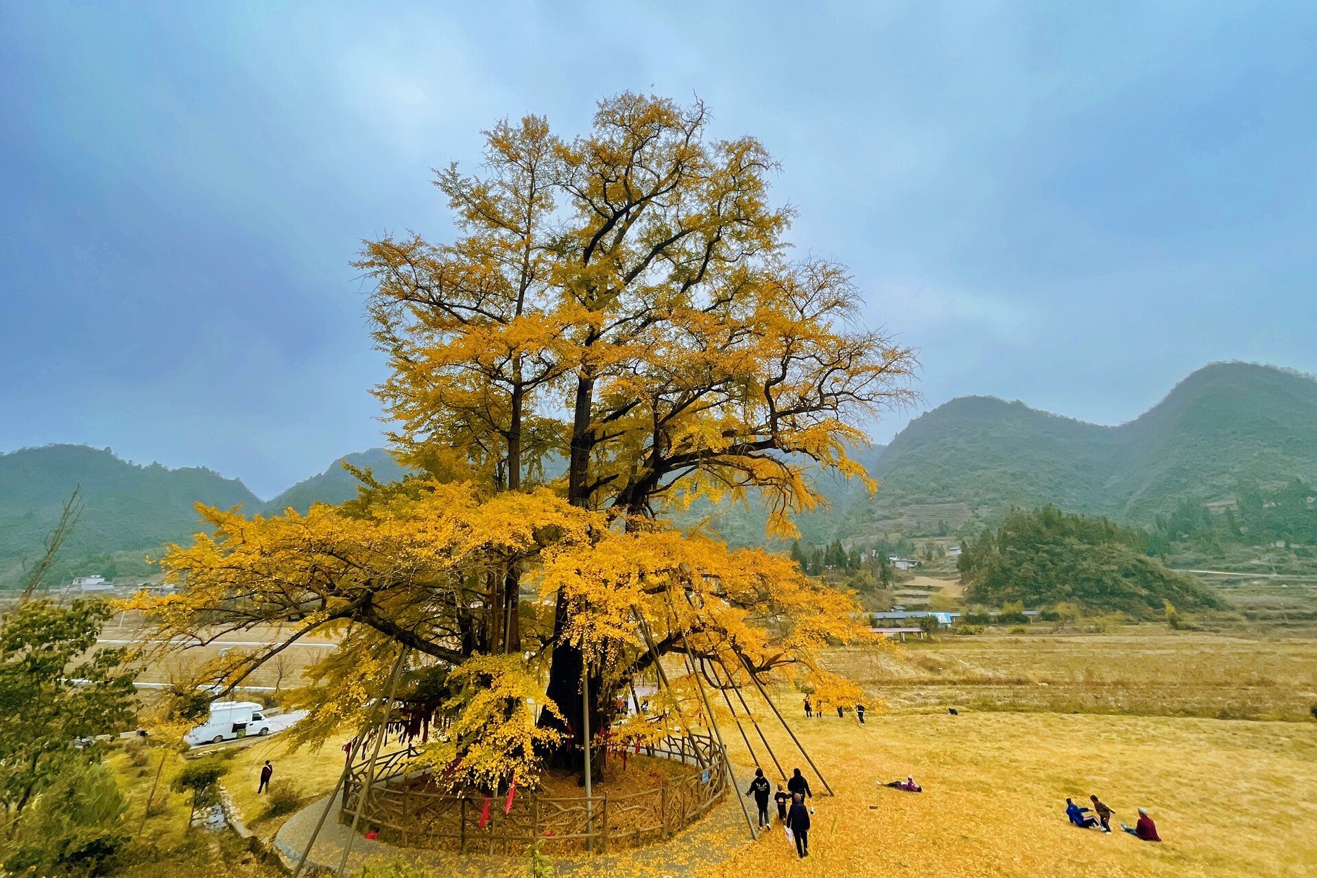 黔南州福泉李家湾千年古银杏树 99导航搜索:李家湾古银杏树「三千年