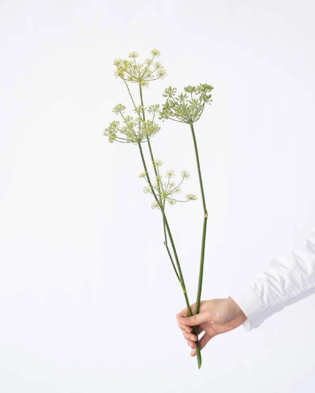 带你识花———茴香花 茴香花花语:才色兼备,卓越颜色:黄色花期:5月