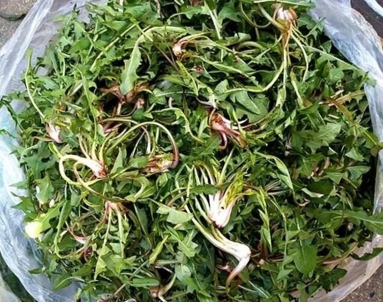 地米菜的作用与食用方法 如果将地米菜进行煮水喝的话,是更能够促进地