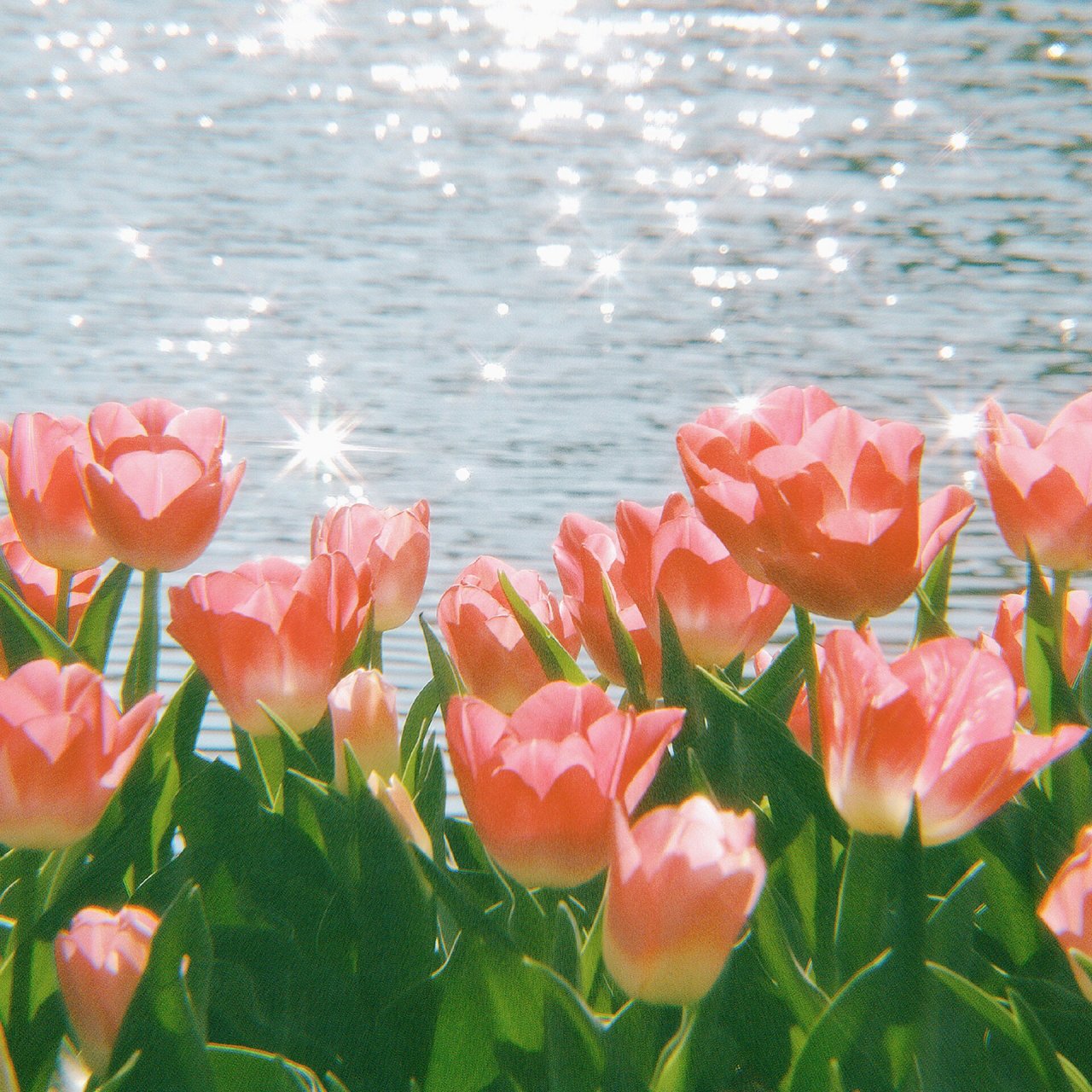 头像图片花朵风景 春天到了,一起去赏花吧7815 鲜花盛开在春天