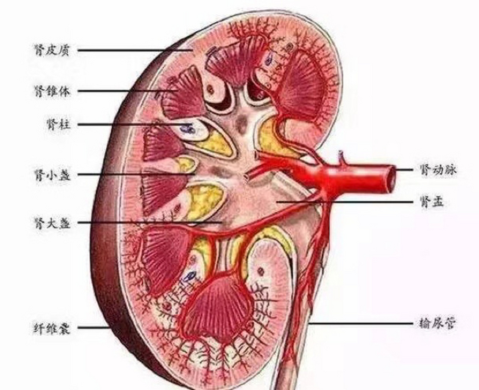 肾功能衰竭图片