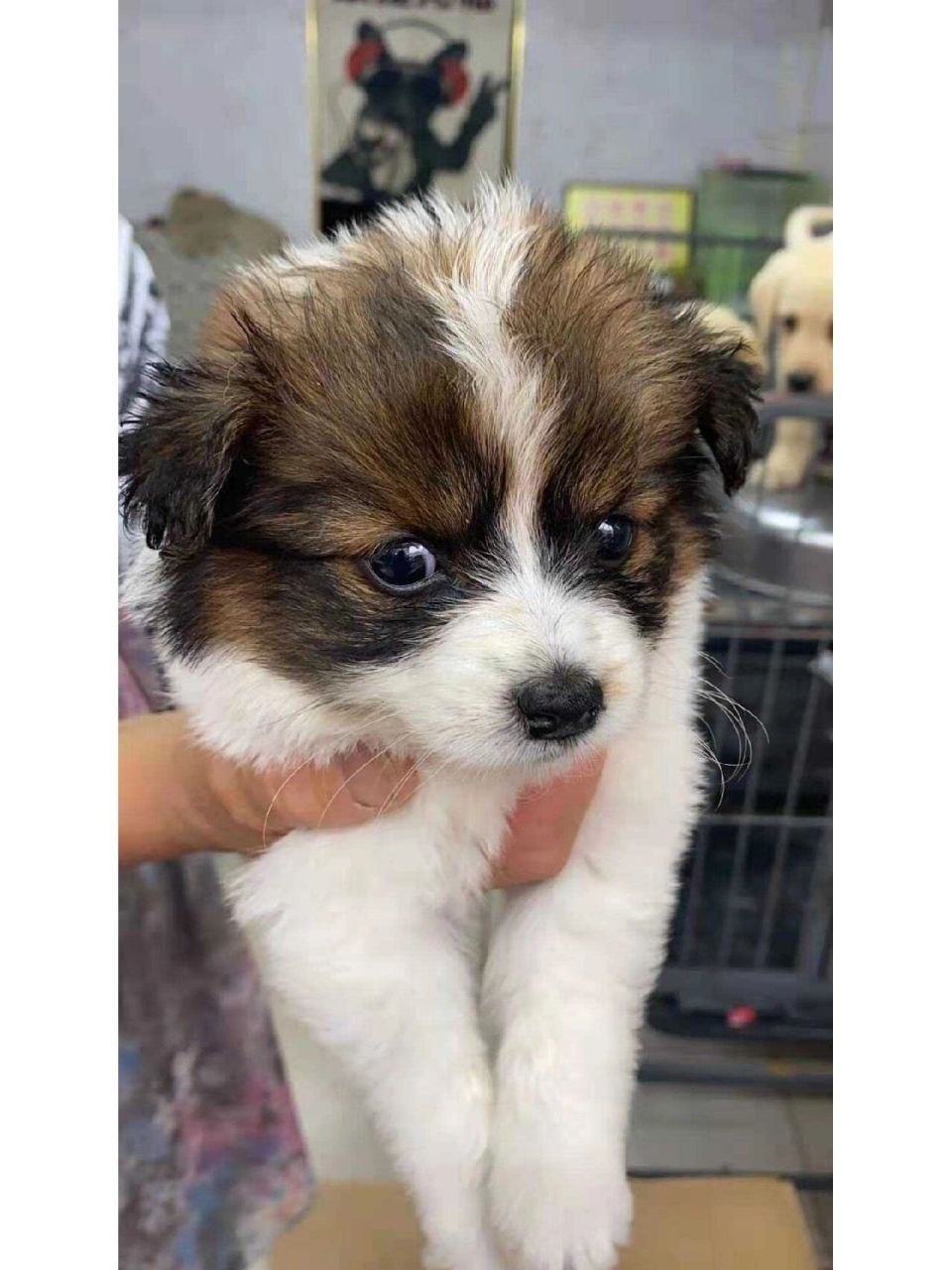我家蝴蝶犬串串的进化史 刚开始:好可爱,妈妈爱你!