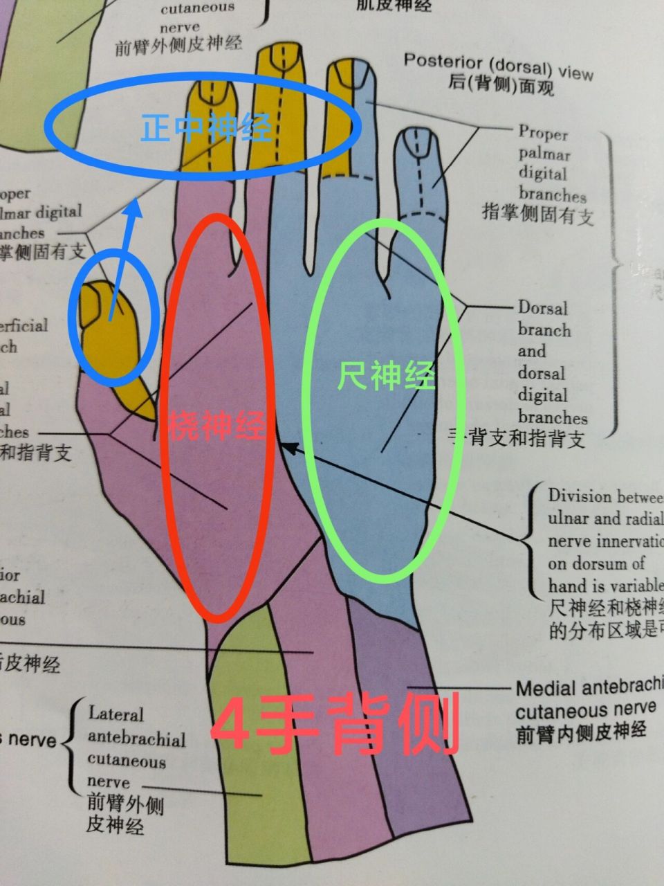 手指麻木的症状分析和对应神经卡压区域.