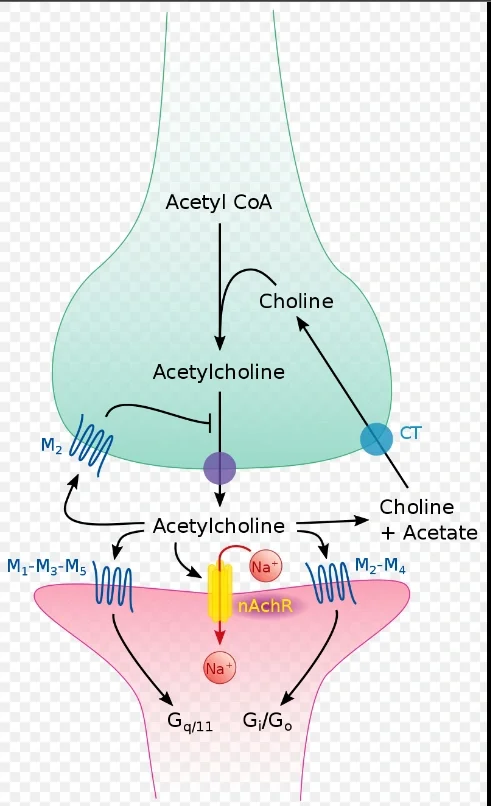 了解一下脑子里的好东西:乙酰胆碱