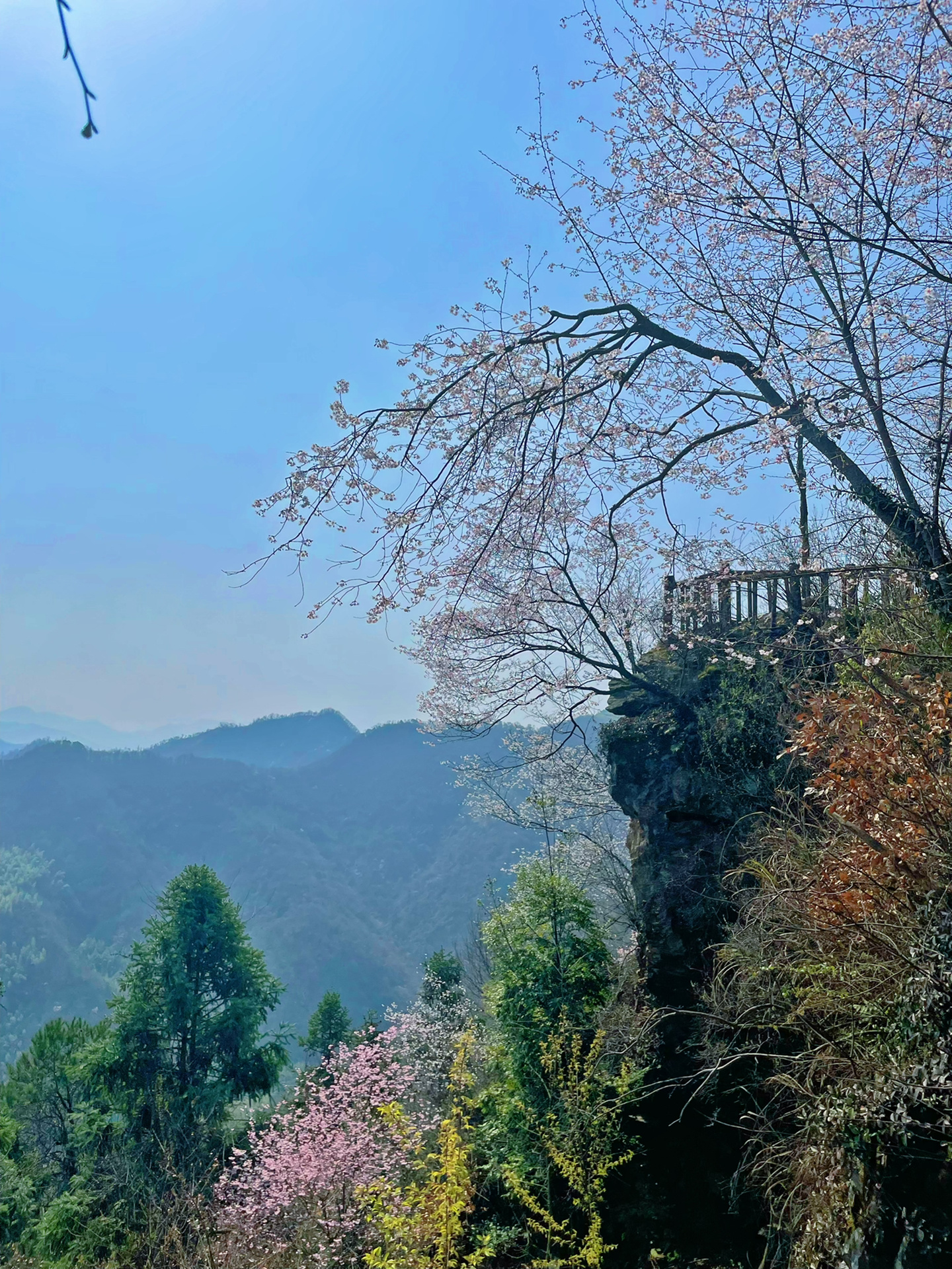 富阳浮云岭|盛开的樱花承包了大半个山头