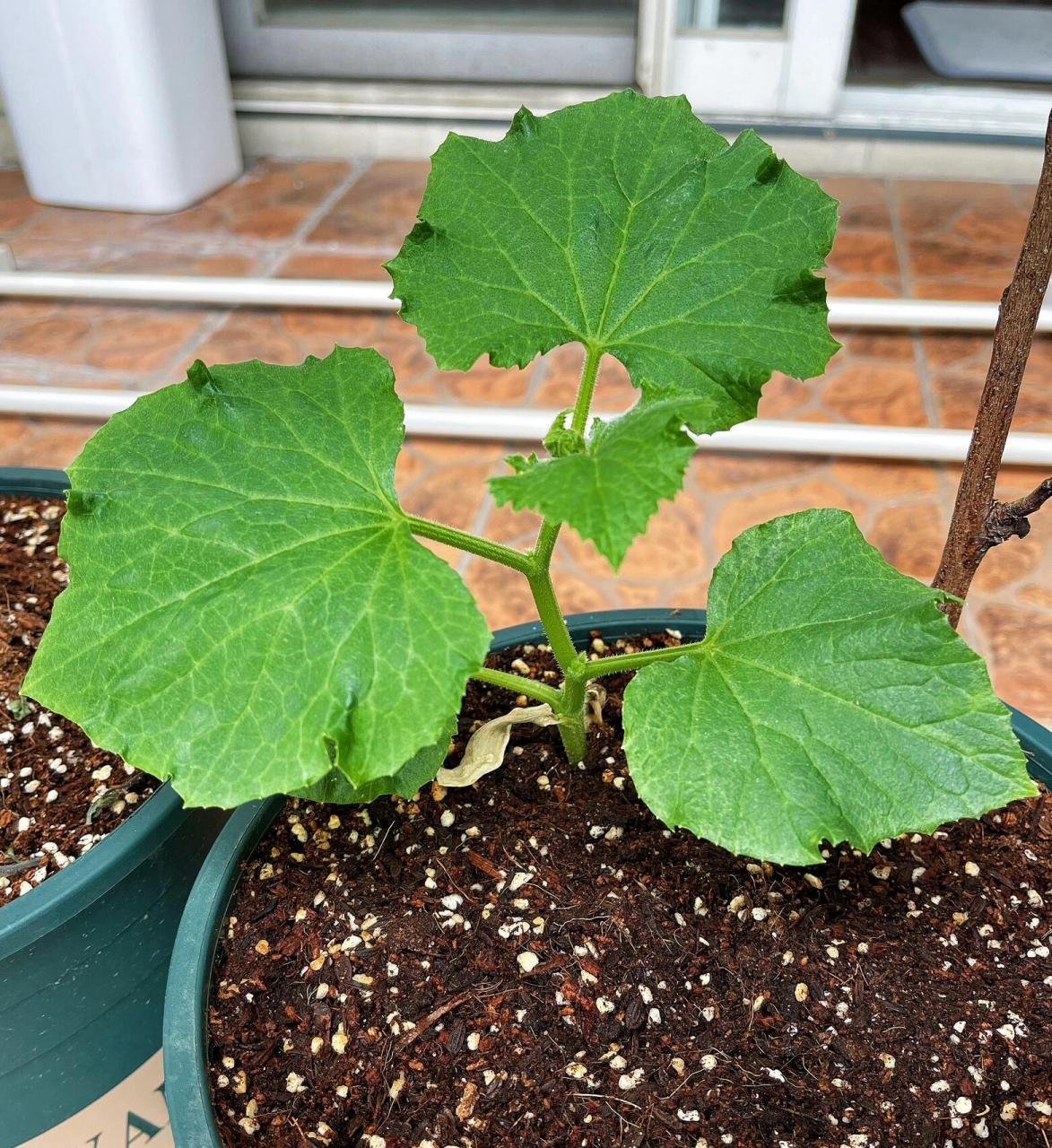 花钱买经验:黄瓜苗真的不耐冻,温度太低不能 移植!