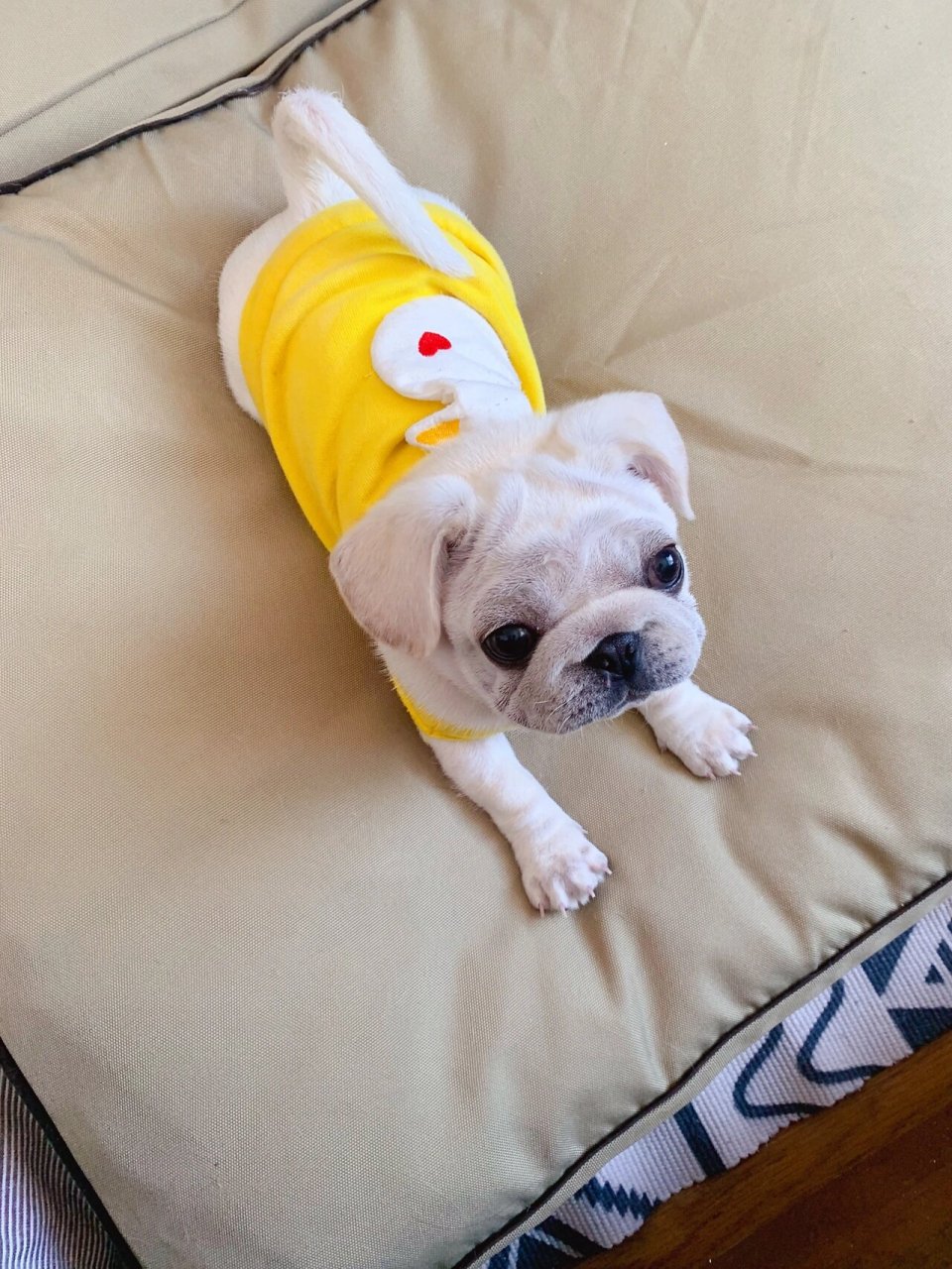 白巴哥 白色巴哥