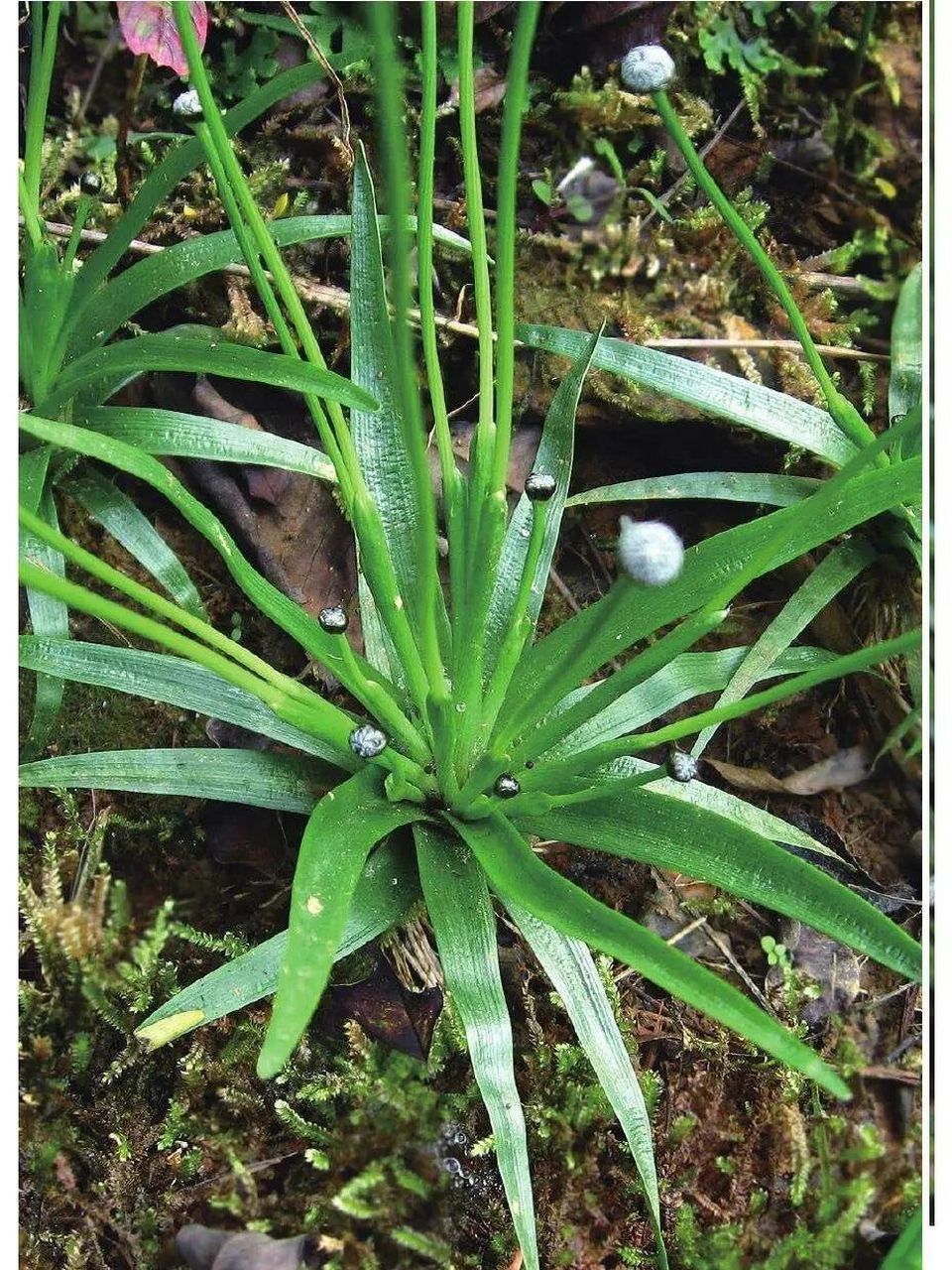 草科植物谷精草,白药谷精草,华南谷精草和毛谷精草等带花茎的头状花序