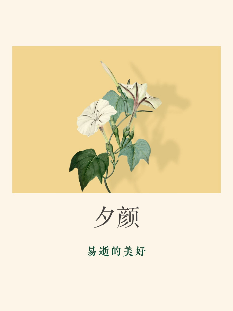 夕颜花(易逝的美好 别名:夜光花,月光花,嫦娥奔月,葫芦花 花语