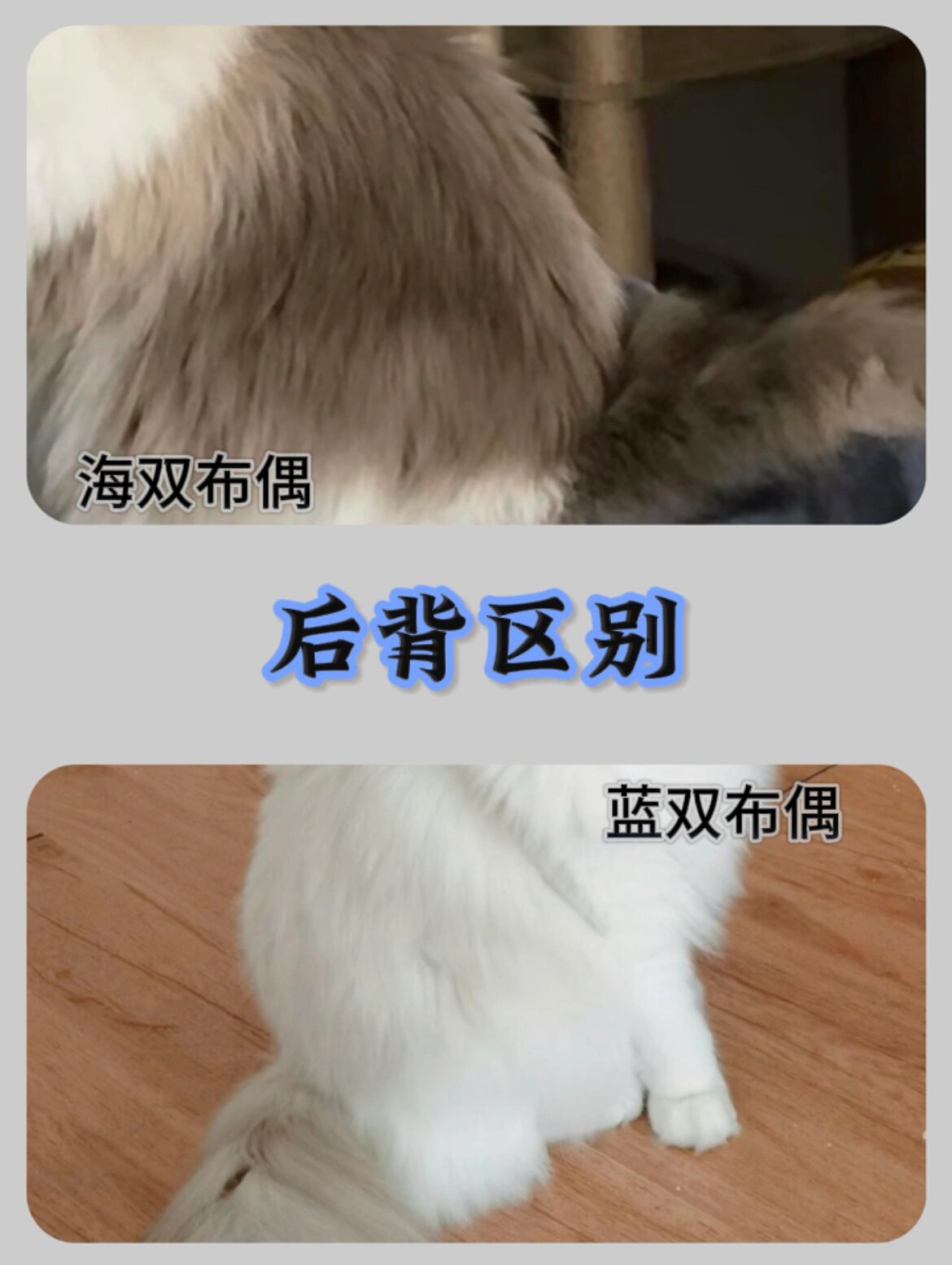 小白都能看懂❗️海双与蓝双布偶的区别 如何区分海双蓝双布偶猫?