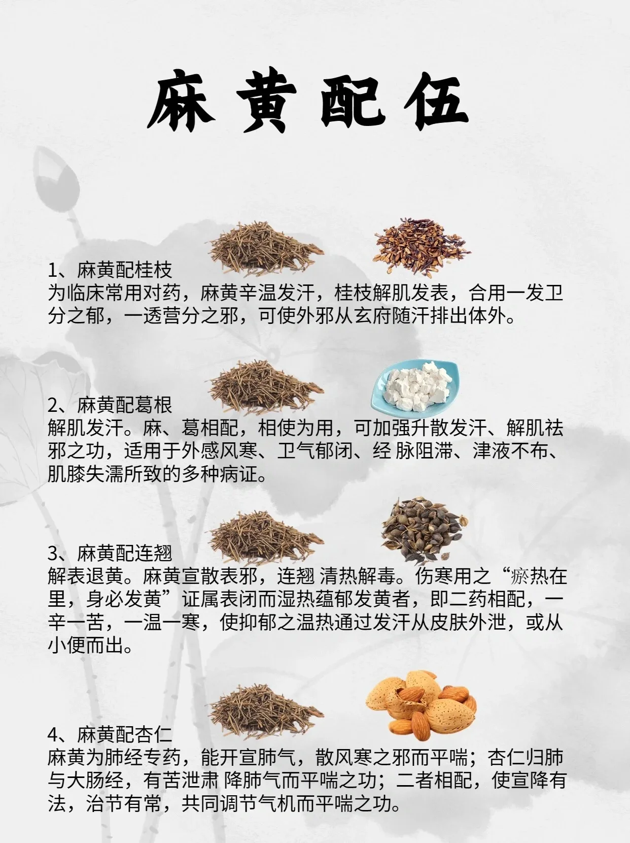 木麻黄树叶药用价值图片