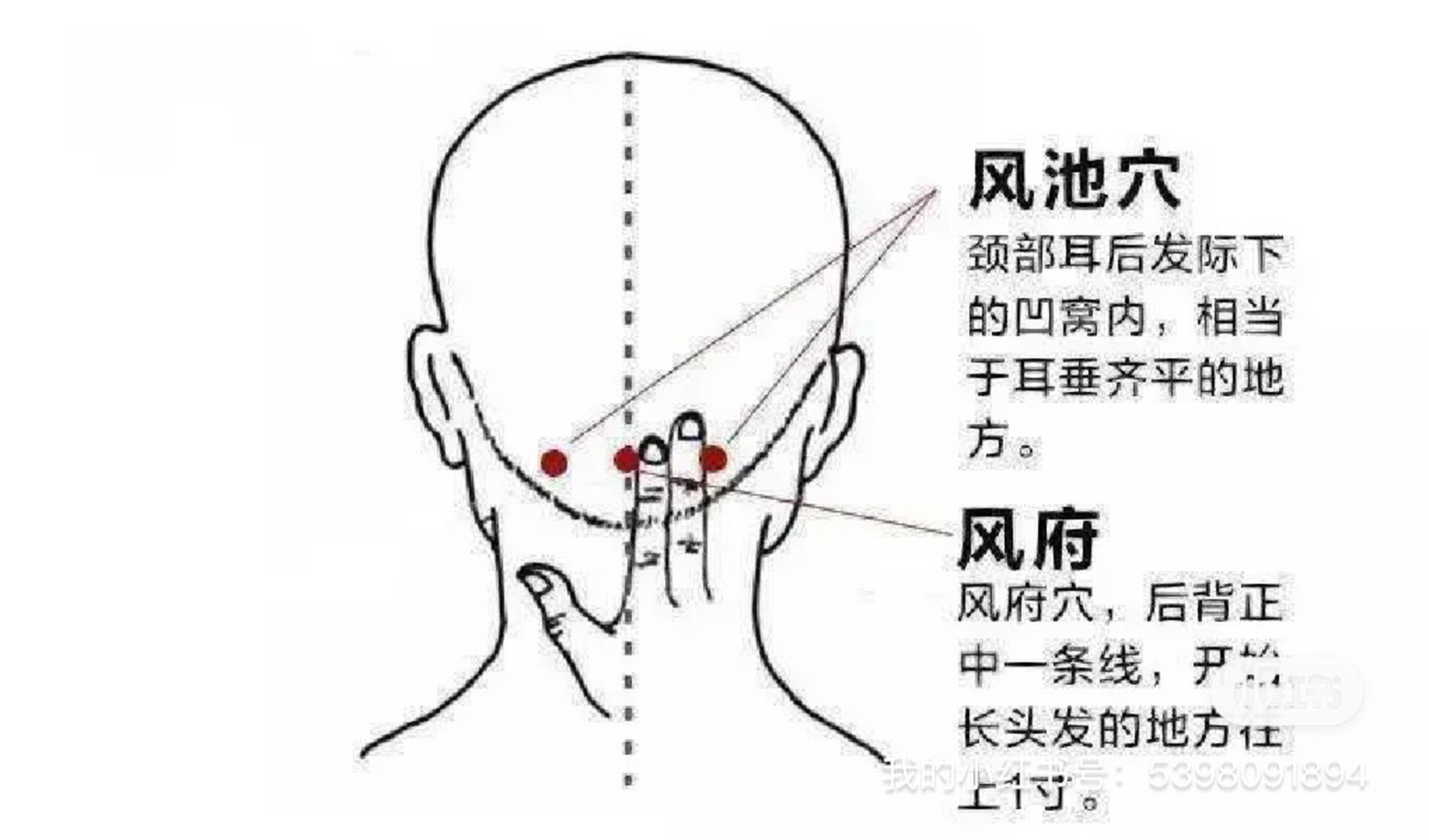 风池准确位置图片定位图片