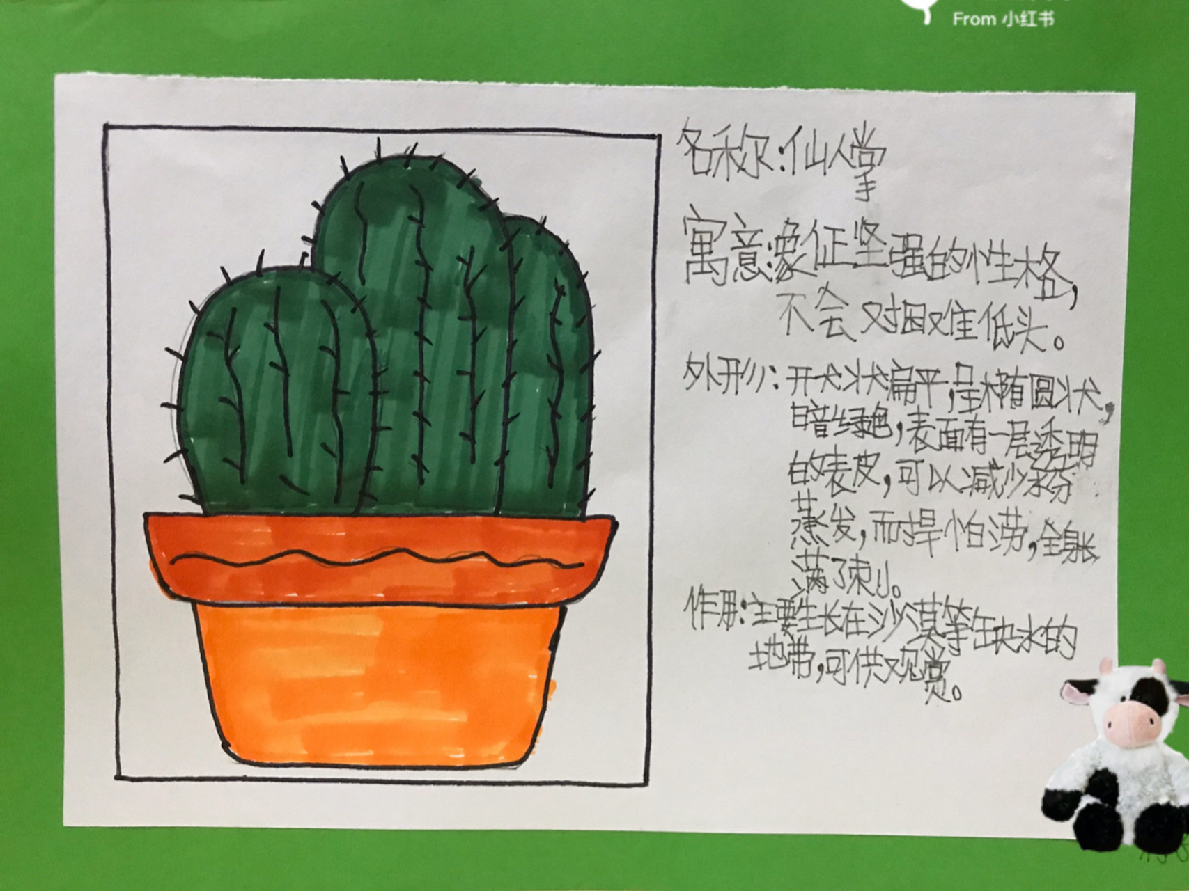 植物卡片怎么做三年级图片