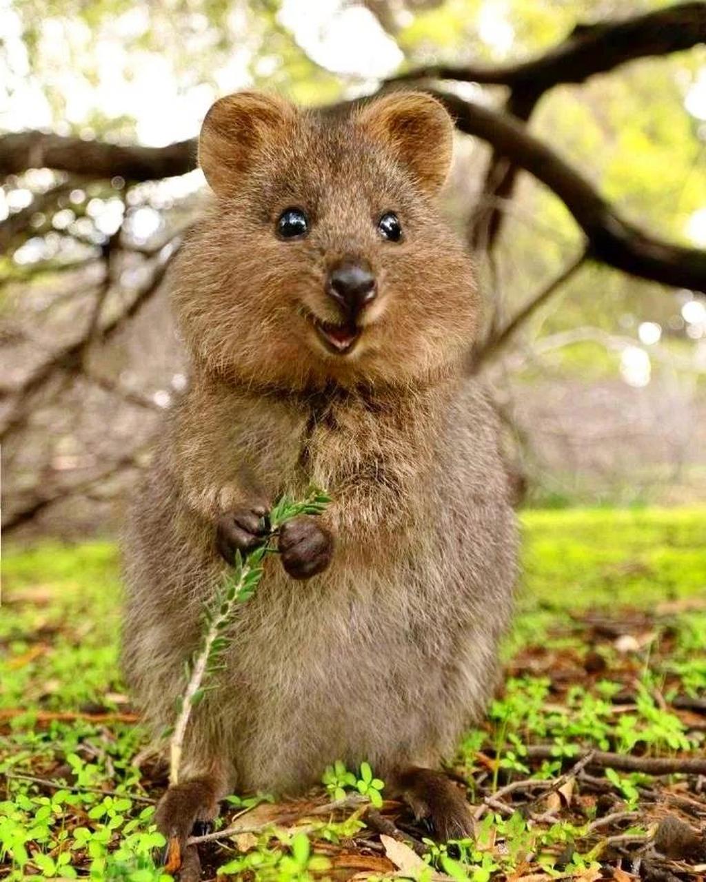 短尾矮袋鼠|最快乐的袋鼠&"舍娃逃生"专家 短尾矮袋鼠(setonix brachy