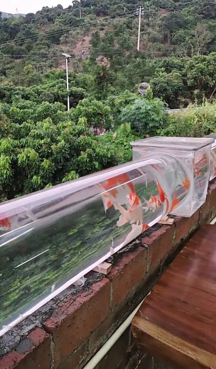 这是天才设计啊,一房主在阳台设计的鱼缸,既美观又能养鱼其乐无穷,太