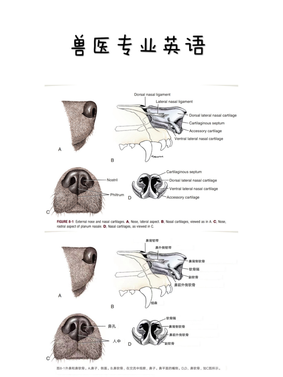 犬猫肺脏解剖图片