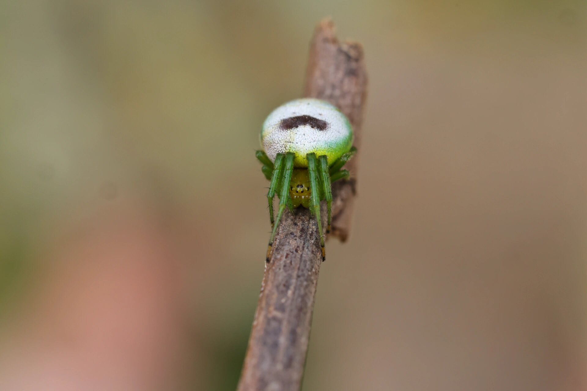 黑斑美园蛛araneus mitificus,是属于蜘蛛目园蛛科园蛛属的一种虫子