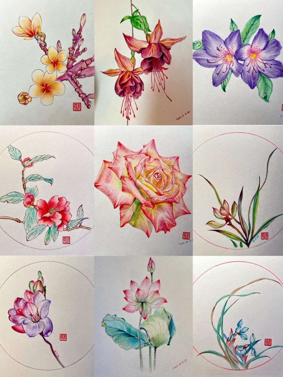 彩铅画 这段时间画的花94 好开心 希望看到图片的你 也要很开心哦