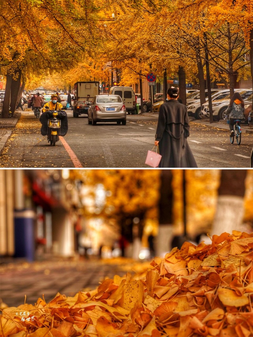 丹东百年银杏大道|满城尽带黄金甲的季节 95【丹东百年银杏大道】