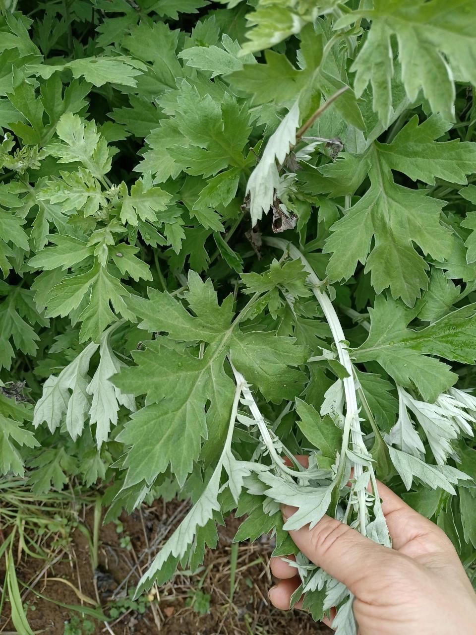 分不清艾和蒿子的看过来 一直傻傻的分不清艾和蒿