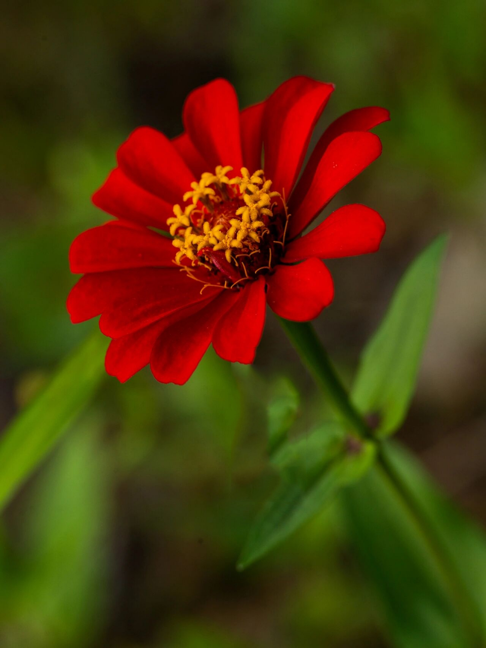 百日菊的图片 花语图片