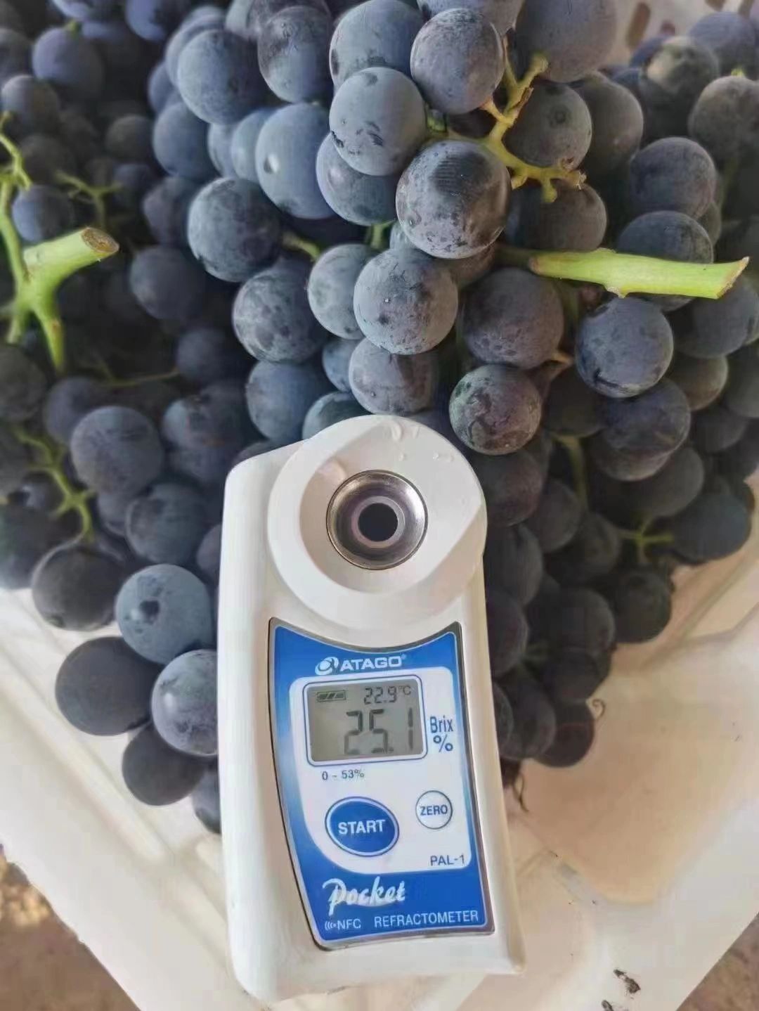 夏黑葡萄(蓝莓葡萄