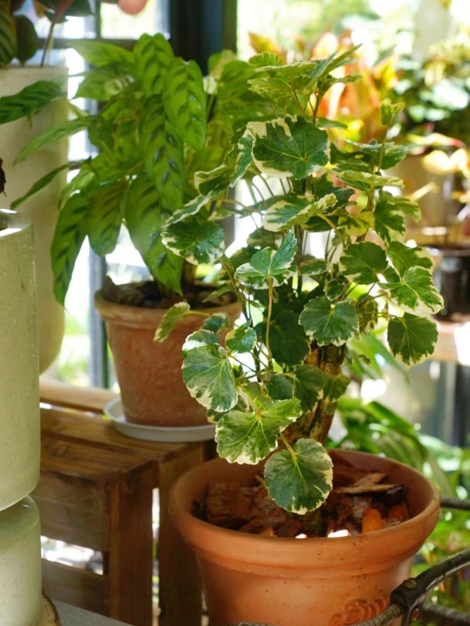 福禄桐 五加科,南洋森属常绿性灌木 中文学名南洋森,南洋参 拉丁学名