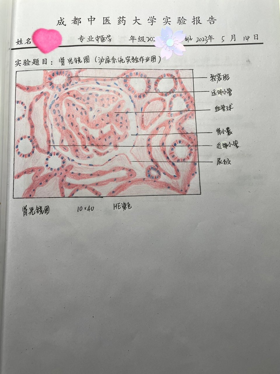 组胚-肾小体(肾小球)红蓝铅笔绘图
