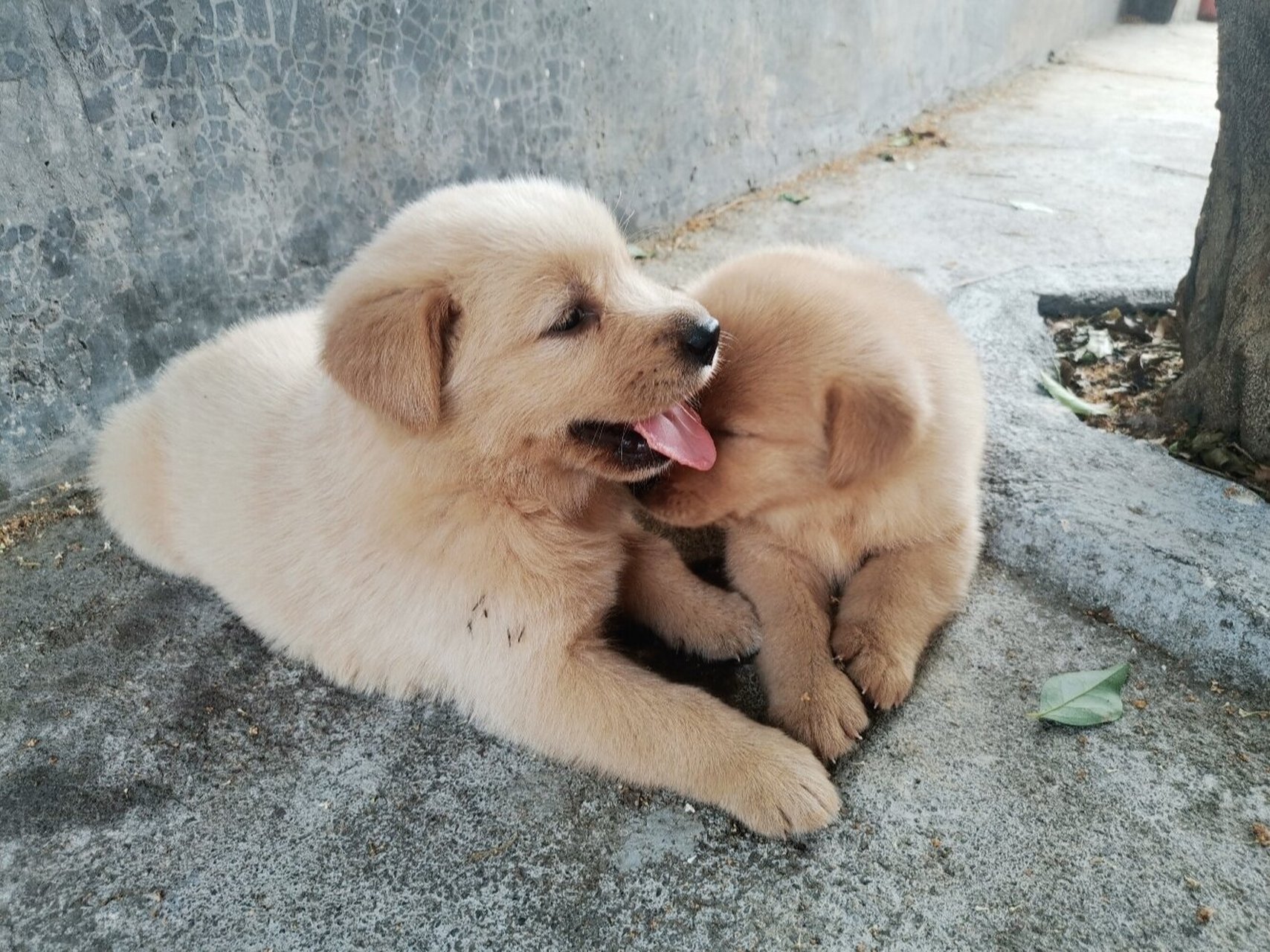 田园犬和金毛杂交图片图片