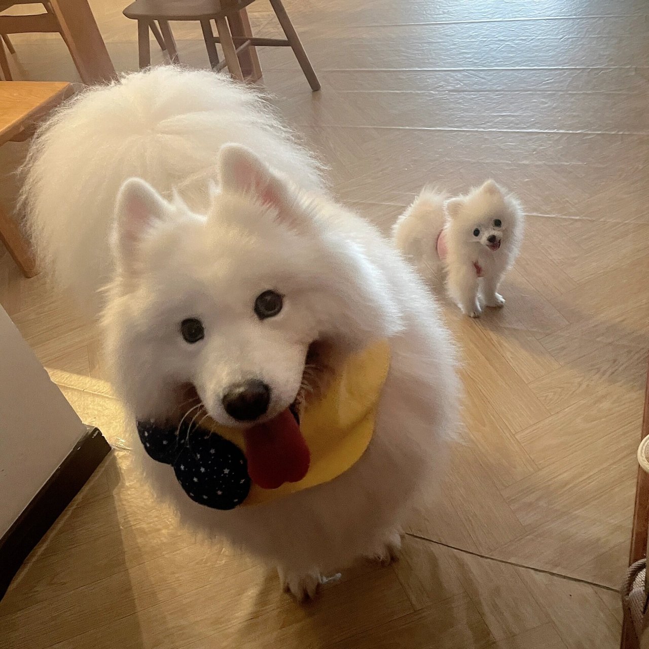 花一样的萨摩耶尾巴好看死对不对