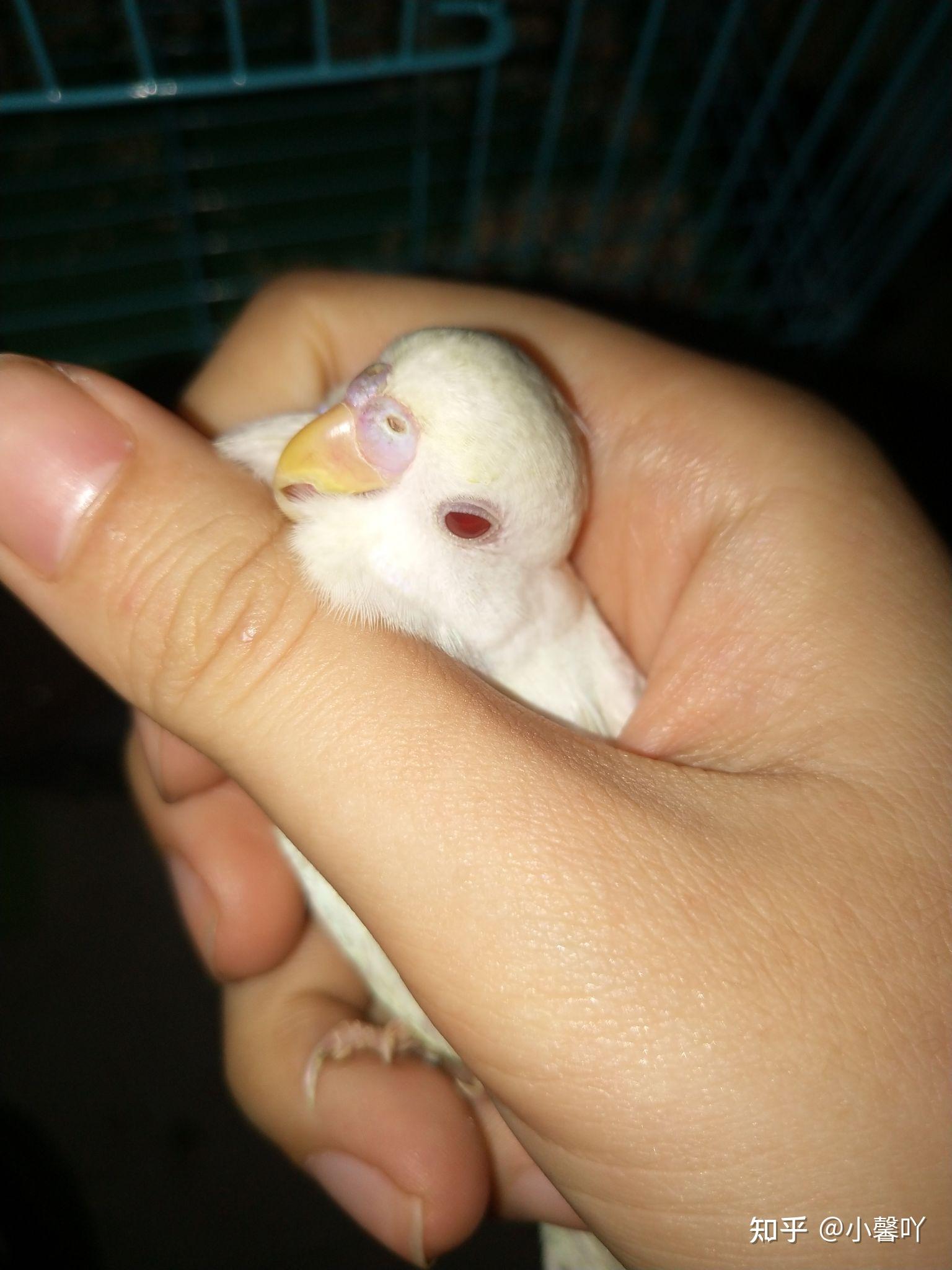 白化红眼虎皮鹦鹉怎么判断公母