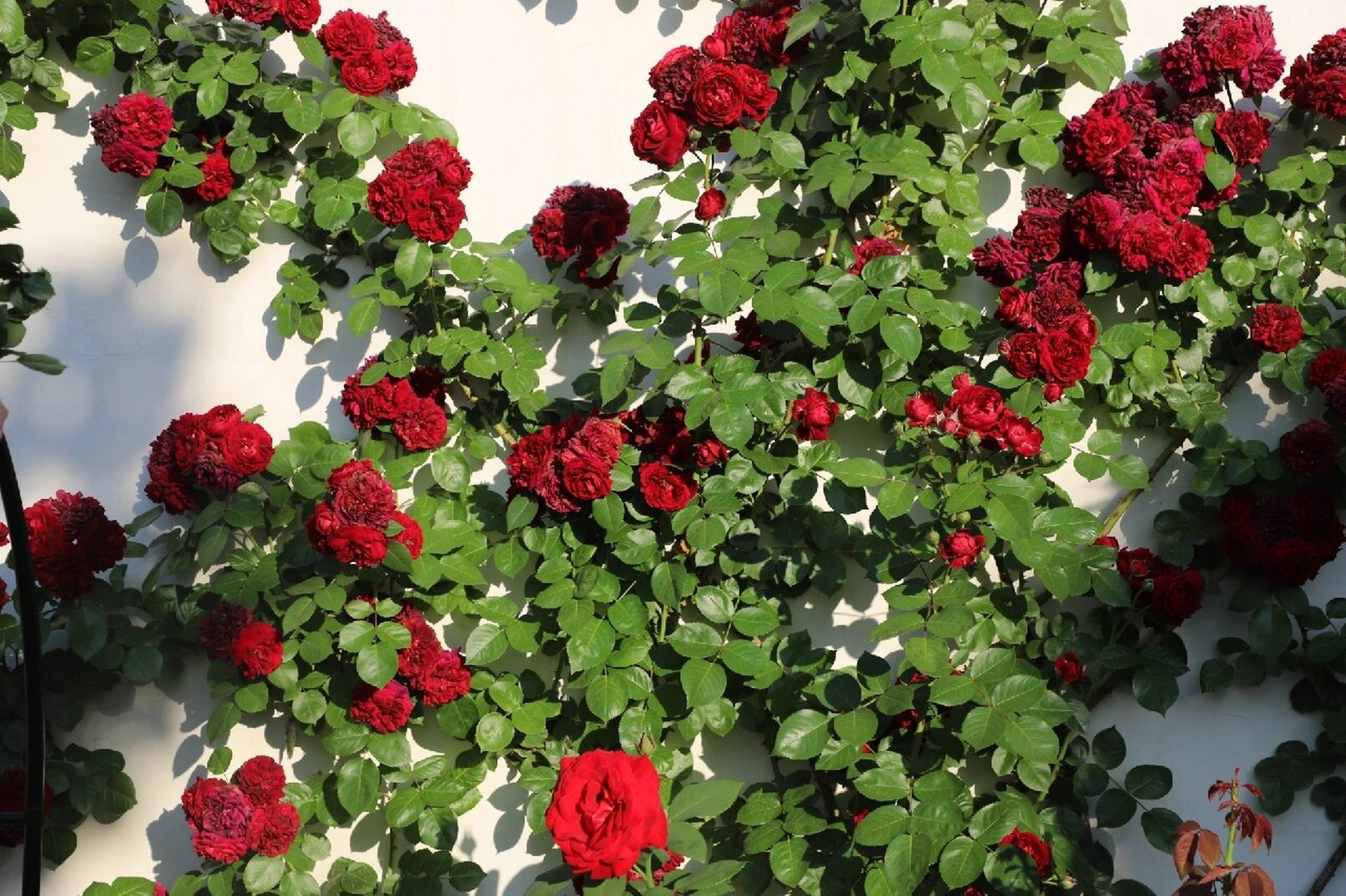 藤本月季海格瑞 听花友说这颗月季叫海格瑞,她的红是一种带黑的红,很