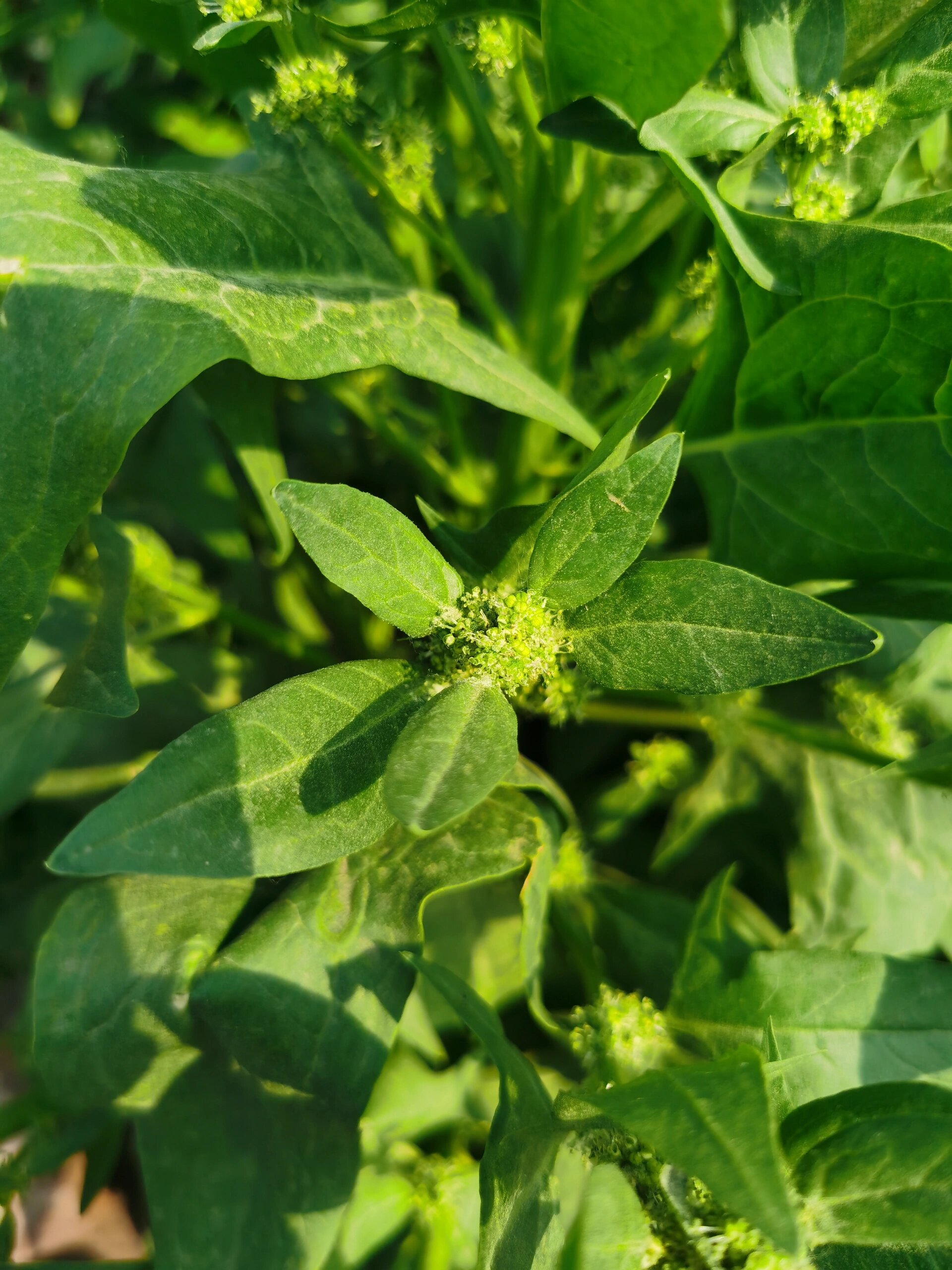 菠菜开花结籽图片